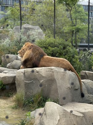 ARTIS by null