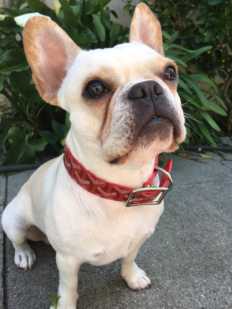 ROHNERT PARK VETERINARY CLINIC 14 Photos & 55 Reviews Veterinarians 7300 Commerce Blvd