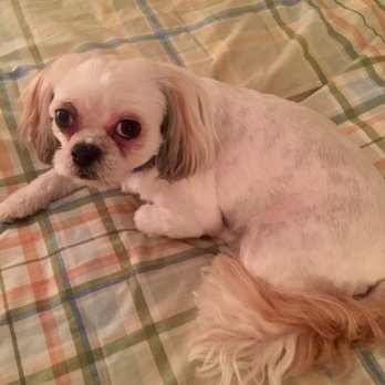 Bark Avenue Grooming - Shaved so close you can see her spotted skin - Pet Services Near Me - Moneta, Virginia Bark Avenue Grooming - Shaved so close you can see her spotted skin - Pet Services Near Me - Moneta, Virginia