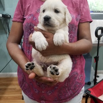 Chadwicks Golden Retrievers - Pet Breeders Near Me