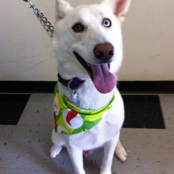 Hairy Hounds - He's so white now. I love it. - Pet Groomers Near Me - Oakley, California