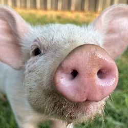 Rosie's Farm Sanctuary