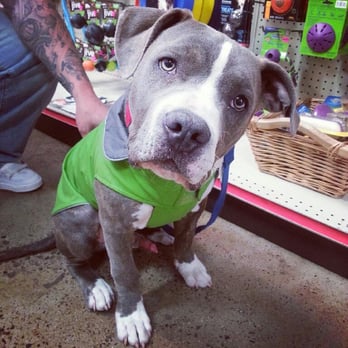 Mobile Veterinary Services - Veterinarians Near Me - Fullerton, California Mobile Veterinary Services - Veterinarians Near Me - Fullerton, California