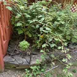 Sanchez Landscaping - Area that needs to be weeded and mulched