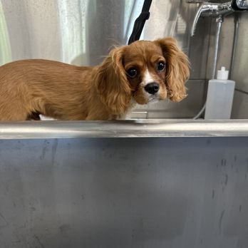 Perfect Paws Parlor - Pet Groomers Near Me - Schenectady, New York