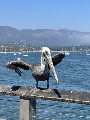 Stearns Wharf by null