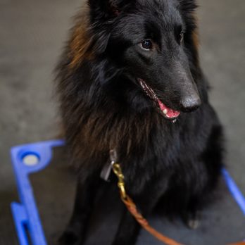 Torbel's Canine Connection - Pet Training Near Me - Bourbonnais, Illinois Torbel's Canine Connection - Pet Training Near Me - Bourbonnais, Illinois