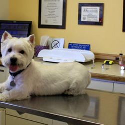 Animal Hospital of Omak