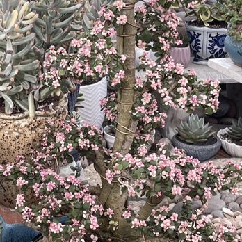 MiMi Nursery - Nurseries & Gardening Near Me - Garden Grove, California MiMi Nursery - Nurseries & Gardening Near Me - Garden Grove, California
