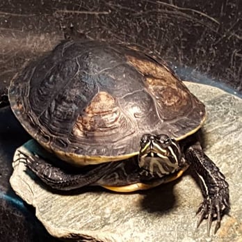Eden Mill Nature Center - Box turtle in the Nature Center - Parks Near Me - Pylesville, Maryland Eden Mill Nature Center - Box turtle in the Nature Center - Parks Near Me - Pylesville, Maryland