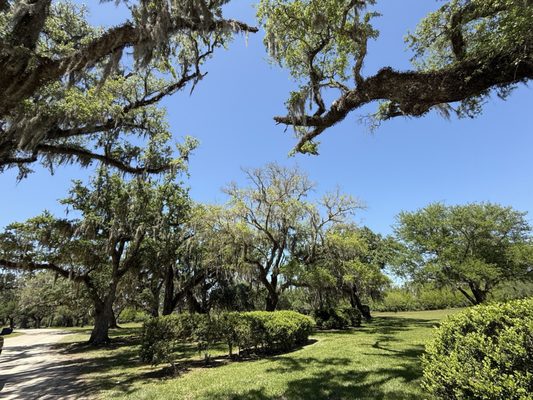 Jungle Gardens by null