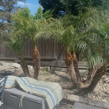 Farias Tree Service - Tree Services Near Me Farias Tree Service - Tree Services Near Me