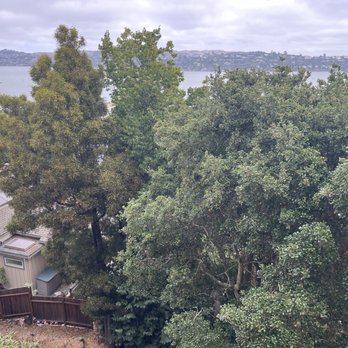 Sophisticated Tree Services - View before the trees were cut down. - Tree Services Near Me Sophisticated Tree Services - View before the trees were cut down. - Tree Services Near Me