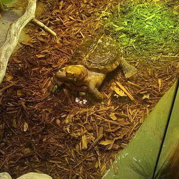 Reptilia - Zoos Near Me - Whitby, Ontario