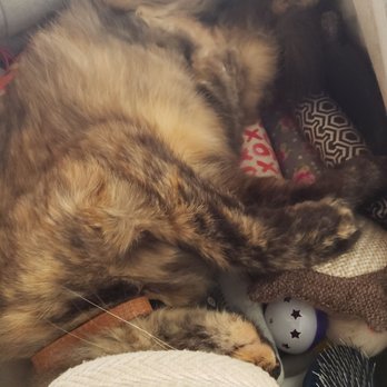Pounce Cat Cafe - This guy was hogging all the toys and was not ashamed. - Pet Adoption Near Me - Charleston, South Carolina Pounce Cat Cafe - This guy was hogging all the toys and was not ashamed. - Pet Adoption Near Me - Charleston, South Carolina