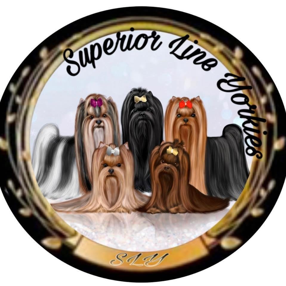 Superior Line Yorkies