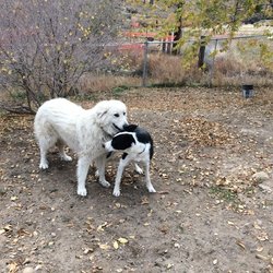 The Yawning Dog Ranch