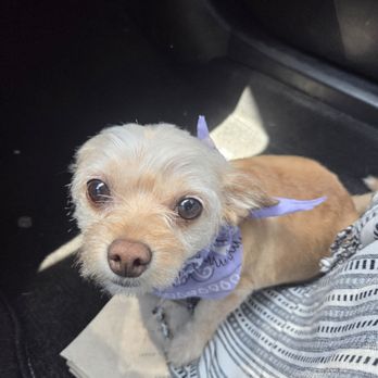 Pampered Puppies - Cut i asked for - Pet Groomers Near Me - Victorville, California Pampered Puppies - Cut i asked for - Pet Groomers Near Me - Victorville, California