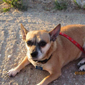 Becky's 4 Paws Pet Sitting - Dog Walkers Near Me - Mchenry, Illinois Becky's 4 Paws Pet Sitting - Dog Walkers Near Me - Mchenry, Illinois