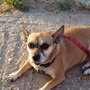 Photo of Becky's 4 Paws Pet Sitting