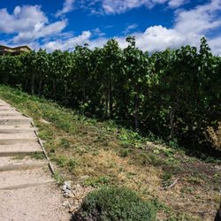 Black Widow Winery