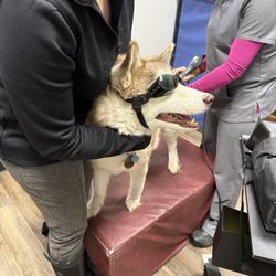 Springwater Veterinary Services - Atreyu
