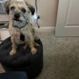 Photo of Wizard of Paws