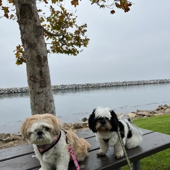 DawgyStyle - Wish we could see those beautiful eyes before there trip - Pet Groomers Near Me - Dana Point, California