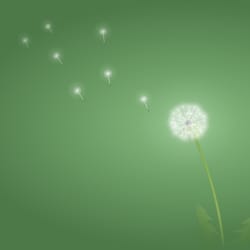 Little Light Midwifery