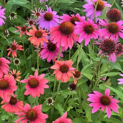 Perennial Plant Place