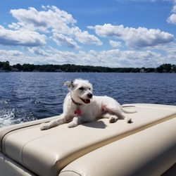 Lake Chaubunagungamaug - Dog days of