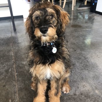 Doggy Daze - Before photo of Moose! - Pet Groomers Near Me - Phoenix, Arizona Doggy Daze - Before photo of Moose! - Pet Groomers Near Me - Phoenix, Arizona