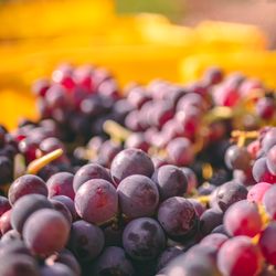 Chenault Vineyards