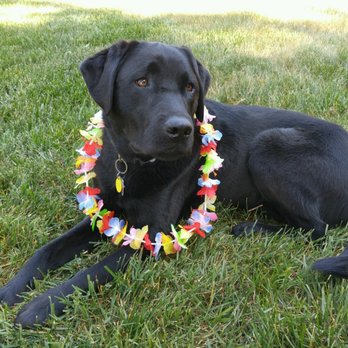 Pets Rule Services - Kona - Pet Sitting Near Me Pets Rule Services - Kona - Pet Sitting Near Me