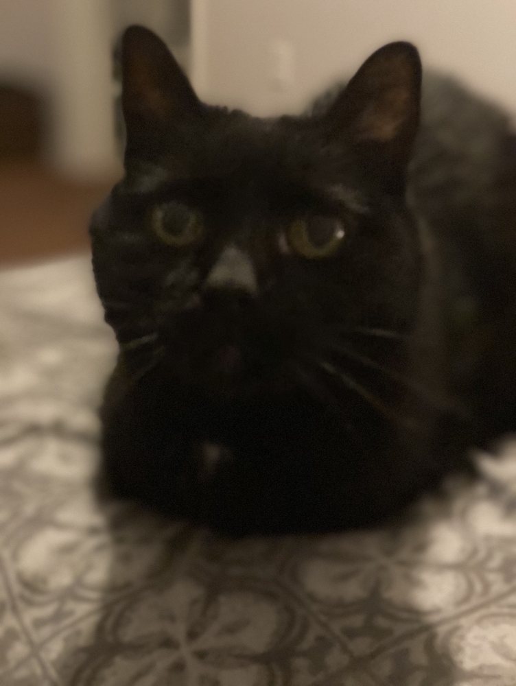 VETERINARY EMERGENCY AND REFERRAL CENTER Updated September 2024 12