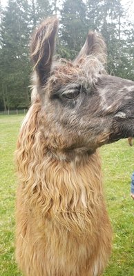 Vashon Llamas by null