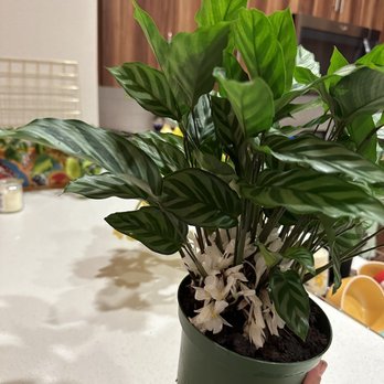 Fresh Indoor Plants - Calathea freddie - Indoor Landscaping Near Me - Ontario, California