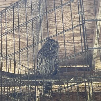 Neuseway Nature Park - Owl - Hiking Near Me - Kinston, North Carolina Neuseway Nature Park - Owl - Hiking Near Me - Kinston, North Carolina