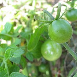 Windflower Farms - Green Tomatos
