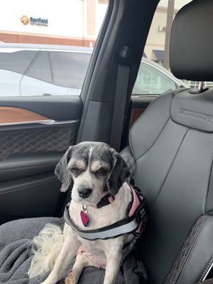 punsinee oc pup from 松園 punsinee oc pup from 松園 Adventure Raincoat Teal | ZippyPaws