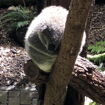 Taronga Zoo - Zoos Near Me - Mosman, NSW