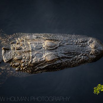 Lettuce Lake Park - gator - Parks Near Me - Tampa, Florida