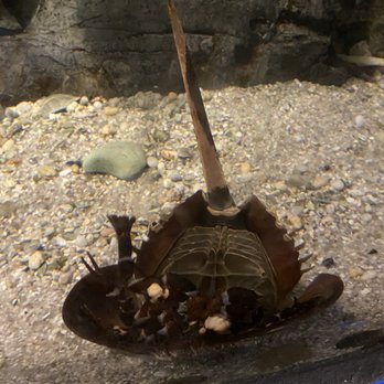 Maritime Aquarium - Flipped over horseshoe crab - Aquariums Near Me - Norwalk, Connecticut Maritime Aquarium - Flipped over horseshoe crab - Aquariums Near Me - Norwalk, Connecticut
