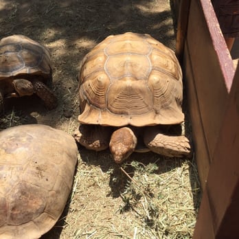 Wildlife Learning Center - Tortoises - Zoos Near Me - Sylmar, California Wildlife Learning Center - Tortoises - Zoos Near Me - Sylmar, California