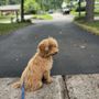 Photo of Woof and Wings
