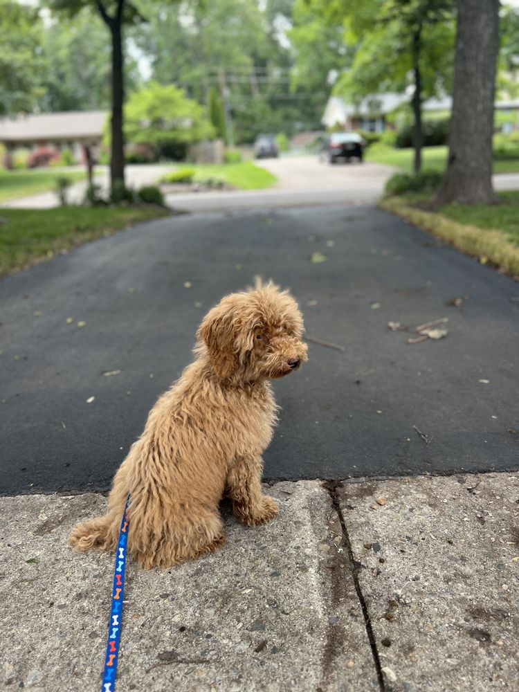 Woof and Wings - pet boarding facility in Indianapolis, IN