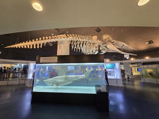 Okinawa Churaumi Aquarium by null