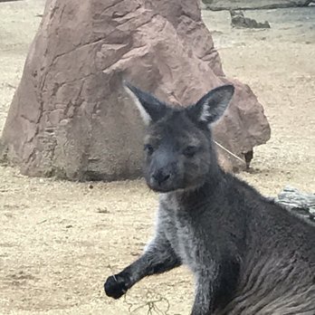 Sydney Wildlife World - Wallaby - Zoos Near Me - Darling Harbour, NSW