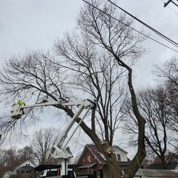 DTR Solutions - Tree Services Near Me - kokomo , Indiana