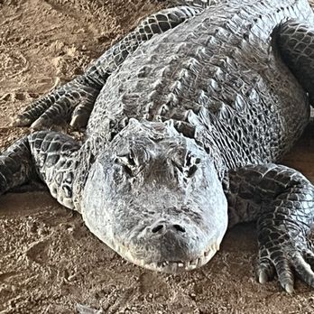 gator park - Mr. Gator looking hungry!!! - Boat Tours Near Me - Miami, Florida